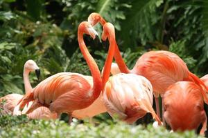 grupo flamingo ao ar livre foto