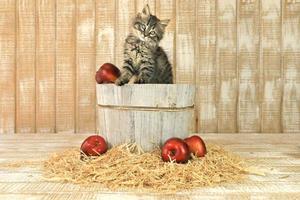 gatinho posando fofo em um barril de maçãs foto