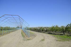 aço gazebo para uvas sobre a estrada dentro a maçã Pomar. fruta jardim foto