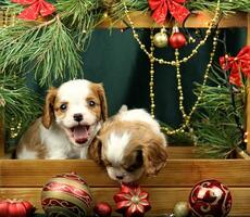 fofa pequeno descuidado rei Charles spaniel filhotes com Natal decorações foto