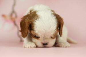 fofa descuidado rei Charles spaniel cachorro em Rosa fundo foto