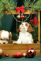 fofa pequeno descuidado rei Charles spaniel filhotes com Natal decorações foto