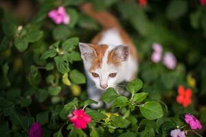 fechar acima gato Veja em Câmera foto