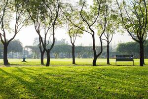 verde Relva dentro parque debaixo árvore às brilho do sol manhã Tempo foto