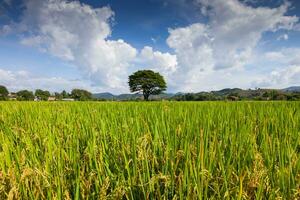 arroz campo Fazenda verde e amarelo cor debaixo nublado céu foto
