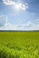 arroz campo Fazenda verde e amarelo cor debaixo nublado céu foto