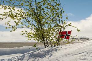 inverno cena com neve, pequeno árvore com folhas e norueguês bandeira foto