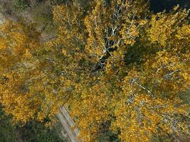 amarelo folhas em uma prata álamo, topo Visão foto