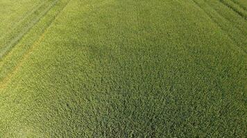 verde trigo dentro a campo, topo Visão com uma drone. textura do trigo verde fundo. foto