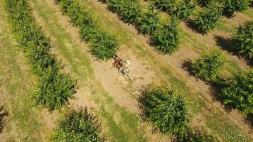 água bem dentro a cereja Pomar. jovem árvores cereja jardim. árvores do doce cereja com verde folhas. foto