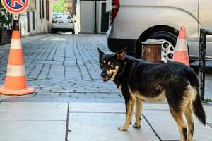 disperso cachorro em a rua. foto