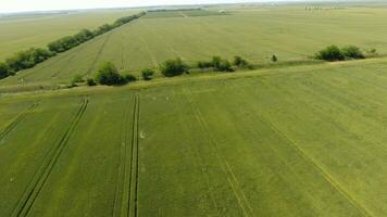 verde trigo dentro a campo, topo Visão com uma drone. textura do trigo verde fundo. foto