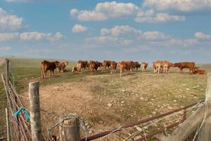 bando de vacas marrons foto