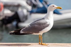 perto da gaivota foto