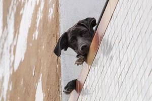 cachorro curioso na varanda foto
