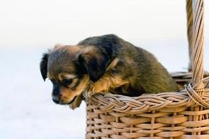 cachorro doméstico pula da cesta foto