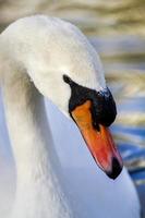 lindo cisne branco nadando no lago foto