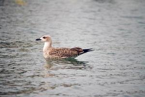 gaivota na água foto