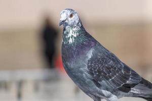 pombo curioso em uma fonte foto