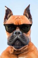 retrato de um cão boxer de raça com óculos escuros foto