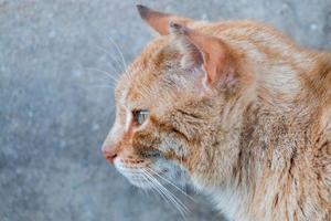 gato laranja na rua foto