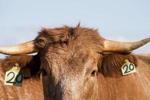 vacas marrons em terra árida foto