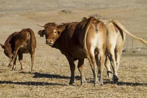 vacas marrons em terra árida foto