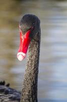 cisne negro, cygnus atratus foto