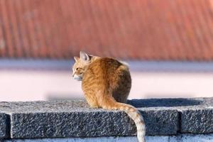 gato amarelo na rua foto