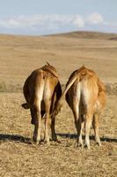 vacas marrons em terra árida foto