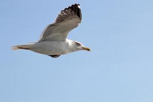 gaivota no céu foto