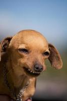 cachorro com sorriso estranho foto
