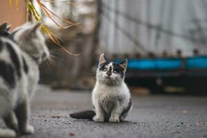 retrato do uma branco e Preto gatinho com uma Sino explorando Está arredores. fofa animal com uma jovem, imprudente expressão. infantil curiosidade foto