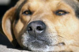 close up de cachorro preguiçoso foto