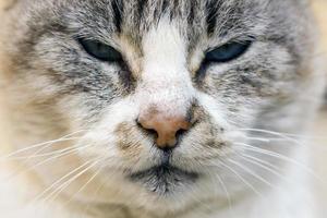close up de gato doméstico foto