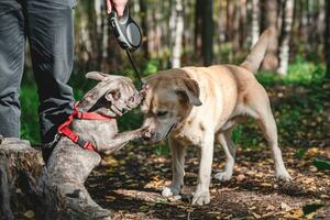 lado Visão às dois fofa cães, labrador e francês buldogue, obtendo para conhecer e cumprimento cada de outros foto