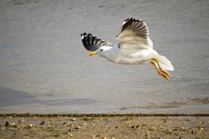 voo da gaivota perto da costa foto