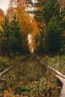 trilhos do a estrada de ferro dentro outono, por aí a floresta foto