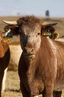 vacas marrons em terra árida foto