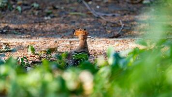 eurasian poupa ou comum poupa caminhando dentro a jardim foto