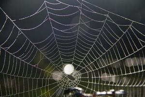 teia de aranha na manhã foto