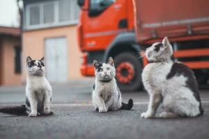 grupo do bonitinho, brincalhão gatinhos corre por aí e jogar com cada outro. a fofura do quadrúpede bebês. uma família do gatos. jovem filhas jogando juntos foto