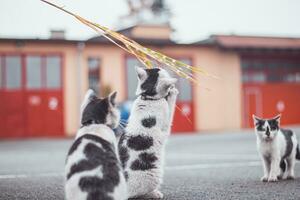 retrato do uma branco e Preto gatinho com uma Sino pulando e jogando com uma brinquedo. crianças alegria do jogando jogos. família animal. entusiasmado e interessado expressão foto