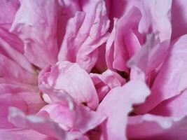 lindo topo Centro Visão Rosa rosa perfumado flores florescendo dentro botânica jardim odor do fresco cheiro foto