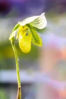 flores de orquídea paphiopedilum no jardim foto