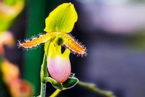 flores de orquídea paphiopedilum no jardim foto