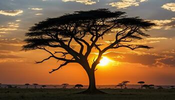 ai gerado silhueta do acácia árvore dentro africano pôr do sol gerado de ai foto