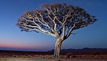 ai gerado silhueta do acácia árvore contra azul crepúsculo, empoeirado panorama gerado de ai foto