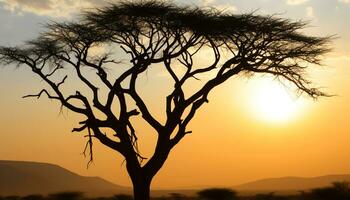 ai gerado silhueta do acácia árvore dentro africano pôr do sol gerado de ai foto