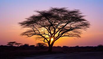 ai gerado silhueta do acácia árvore dentro africano pôr do sol gerado de ai foto